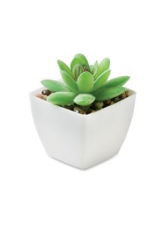 Mini műnövény, graptopetalum
