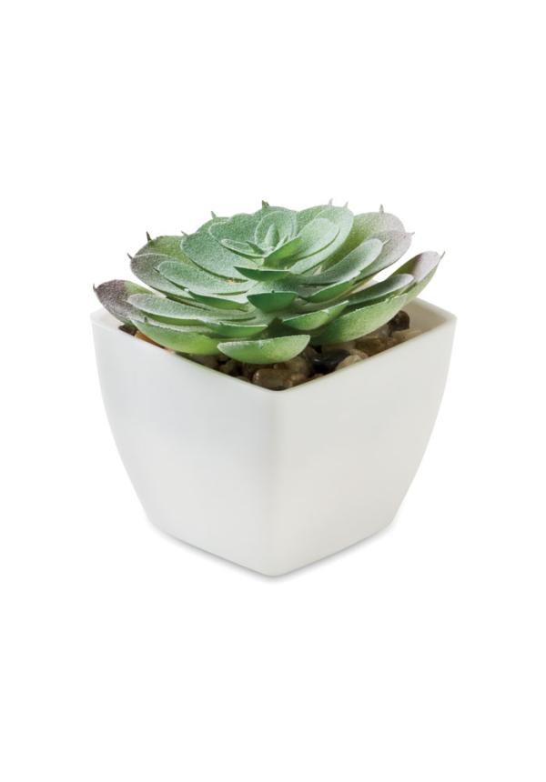 MO MO2853 - Mini műnövény, echeveria