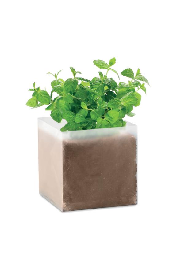 MO MO9546 - Menta ültetőszett
