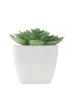 MO MO2853 - Mini műnövény, echeveria - Fehér