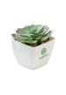 MO MO2853 - Mini műnövény, echeveria - Fehér