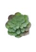 MO MO2853 - Mini műnövény, echeveria - Fehér